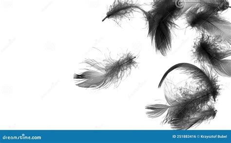 Black Duck Feathers on a White Isolated Background Stock Photo - Image of swan, duck: 251883416