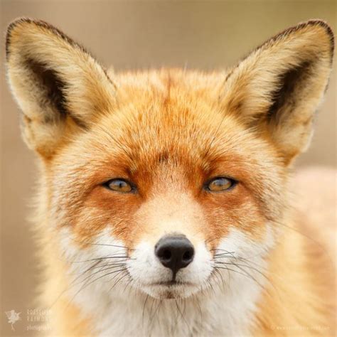 Faces of Foxes: Every Fox Has Different Personality