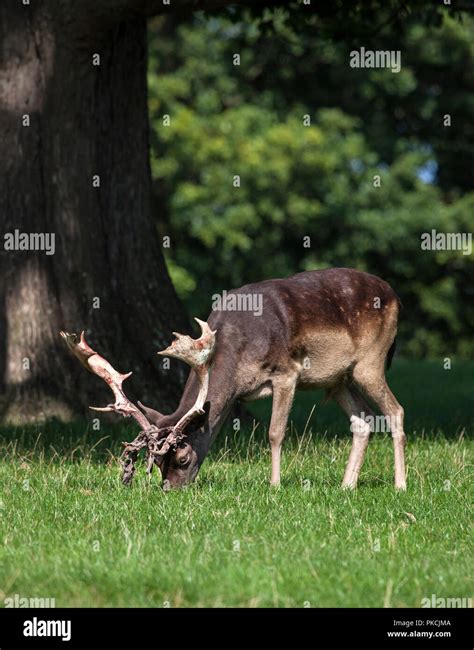 Deer Antlers Velvet Hi Res Stock Photography And Images Alamy