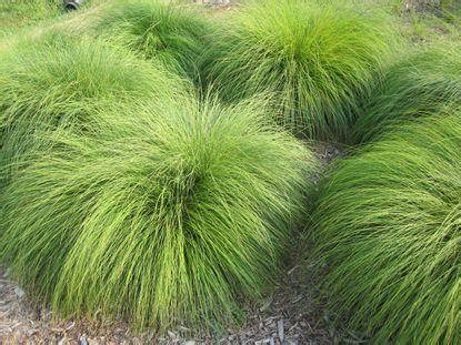 Prairie Dropseed Perennial Grass Seeds – Click Fork