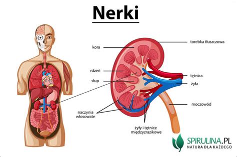 Nerki Algi Spirulina I Chlorella