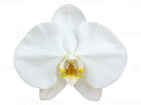 White Phalaenopsis Orchid Flower Isolated With Clipping Path 10314023 Png