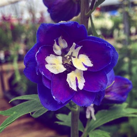 Delphinium Magic Fountains Mid Blue White Bee Larkspur Magic