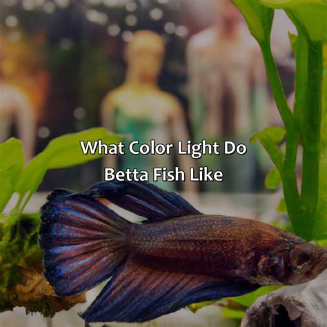 What Color Light Do Betta Fish Like