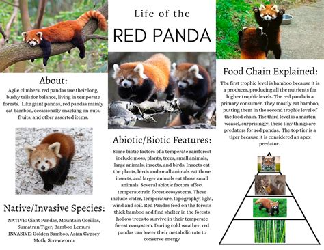 Life Of The Red Panda Final Exam Project Agile Climbers Red Pandas