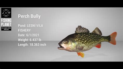 Fishing Planet Lesni Vila Monster Perch Bully Youtube