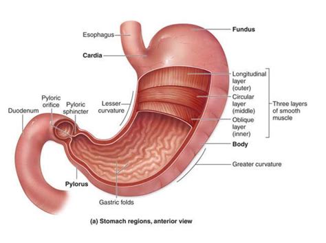 Esophagus Stomach Diagram Quizlet