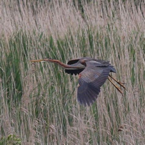 Purple Heron breeding success a UK first - BirdGuides