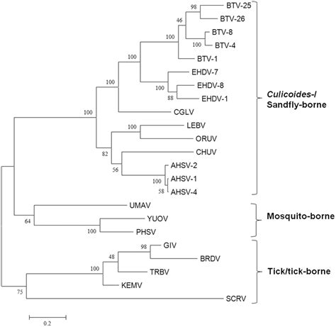 Maximum Likelihood Trees Showing Phylogenetic Comparisons Of The