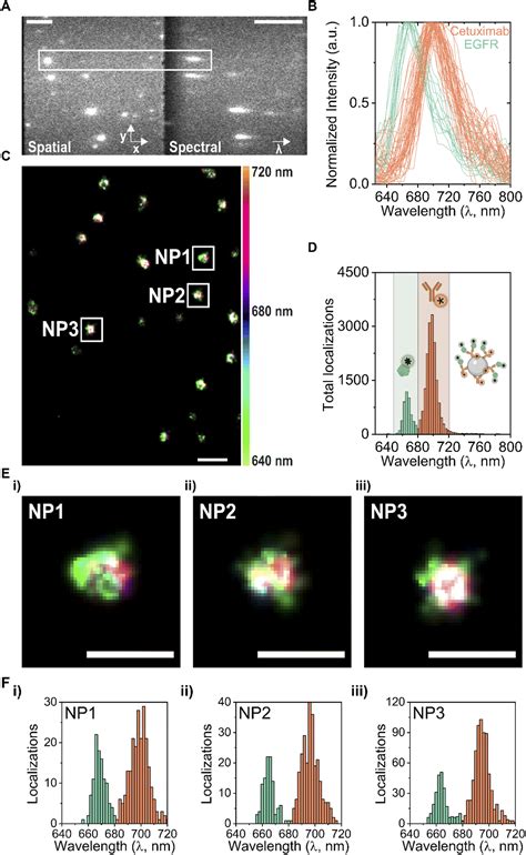 Mapping The Relationship Between Total And Functional Antibodies