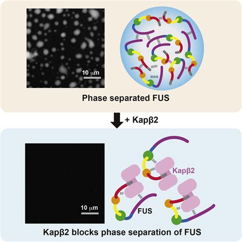 Nuclear Import Receptor Inhibits Phase Separation Of Fus Through