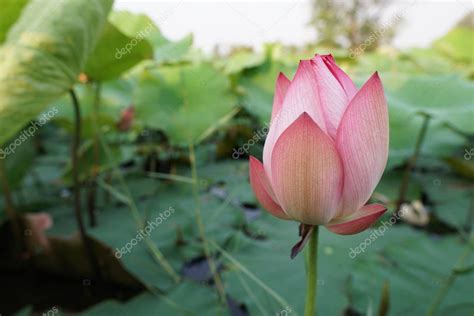 Nelumbo nucifera también conocido como loto indio loto sagrado frijol