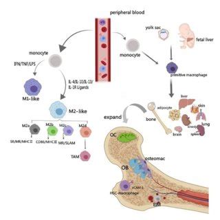 Pdf Communications Between Bone Marrow Macrophages And Bone Cells In