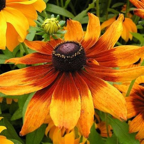 Gloriosa Daisy Perennial Seed 150 Etsy