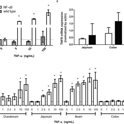 Response Of Nf κb Reporter Intestinal Organoids To Tnf α Organoids