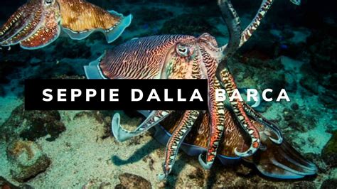 Pesca Delle Seppie Dalla Barca O Fishing For Cuttlefish From The