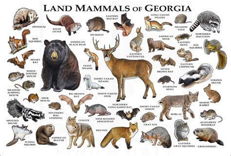 Mammals Found In Georgia An Overview Of American Black Bears White