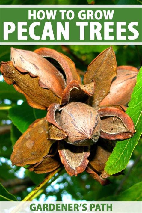 How To Grow And Care For Pecan Trees Gardeners Path