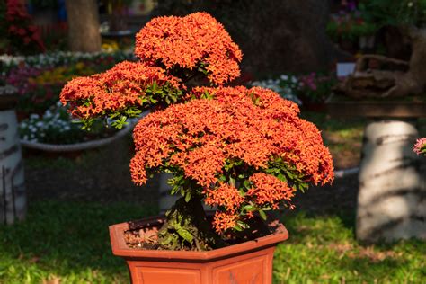 Flame Tree Bonsai Best Tips And Techniques Houseplantjoy