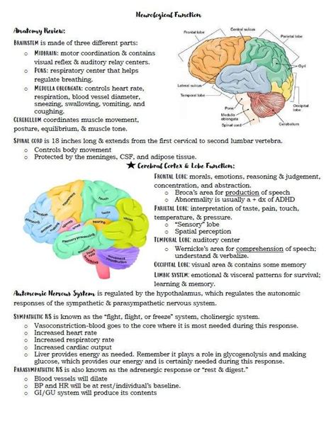 Nervous System Medsurge Etsy Canada Nervous System Nursing