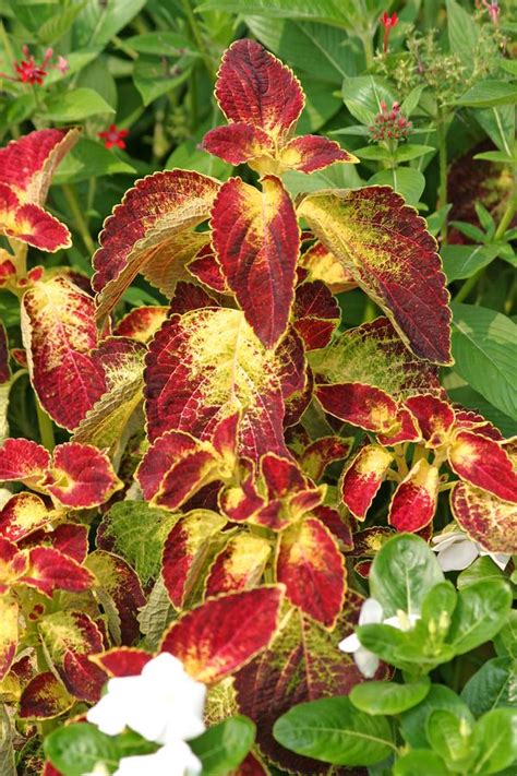 Coleus Scutellarioides Dipt In Wine Lucas Greenhouses