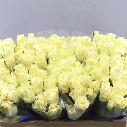 Rose Solsy Cm Wholesale Dutch Flowers Florist Supplies Uk