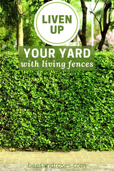 Living Fence Ideas Amazing Options For Your Yard Bees And Roses