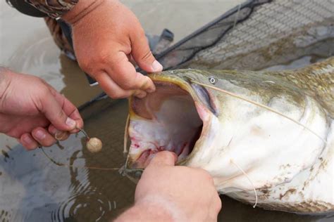 Do Catfish Have Teeth Catfish Features And Dangers Explained