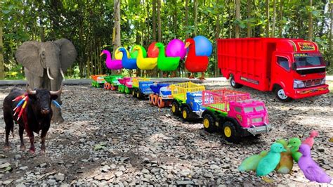 Wow Keren Truk Oleng Angkut Sapi Warna Warni Bebek Angsa Kerbau