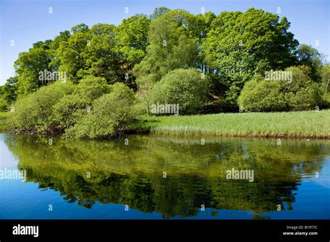 Elter Water In May The Early Spring Colours In The Forest Around The