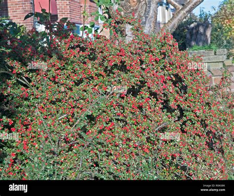 Cotoneaster Horizontalis Berries Hi Res Stock Photography And Images