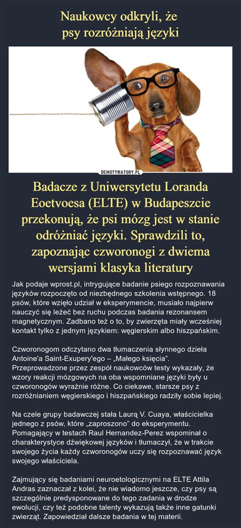 Naukowcy odkryli że psy rozróżniają języki Badacze z Uniwersytetu