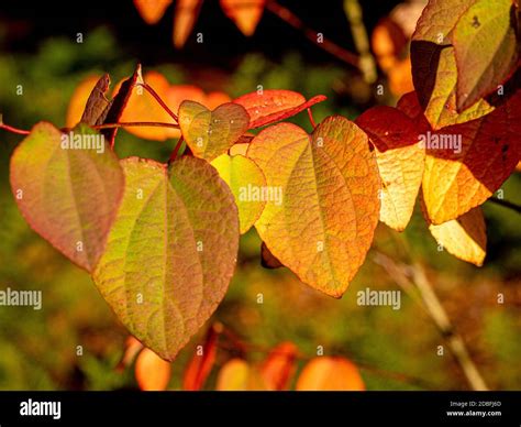 Heart Shaped Leaves Of Cercidiphyllum Japonicum Lisa Ann Also Know As