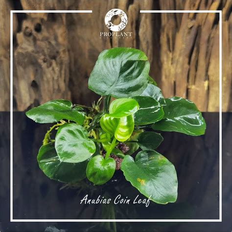 🔥anubias Barteri Var Gold Coin🔥 Low Tech Plant Aquarium