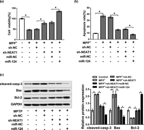 Neat1 Regulated Cell Viability And Apoptosis In Mpp⁺ Treated Sh Sy5y Download Scientific