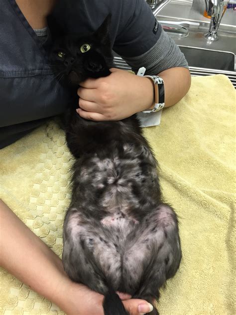 Fleas & Your Pet: The Itchy Truth Every Pet Owner Needs to Know - Your ...