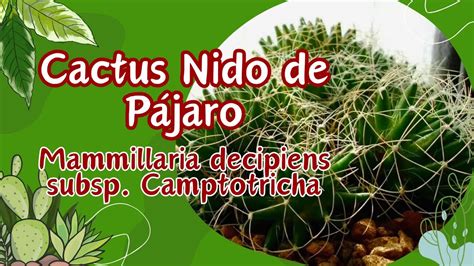 Cactus Nido De P Jaro Mammillaria Decipiens Subsp Camptotricha