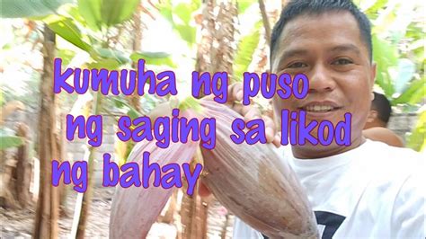 Harvest Banana Heart Pick Puso Ng Saging Sa Likod Ng Bahay Youtube