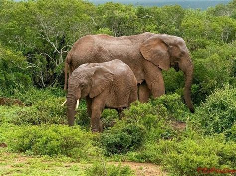 Alen On Le Voyage Extraordinaire D Une Famille En Afrique Et En Camion