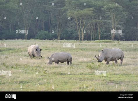 Southern White Rhinoceros Square Lipped Rhinoceros Ceratotherium