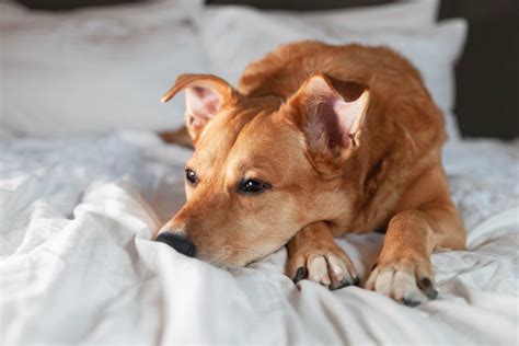 Vomito Nel Cane Quando Preoccuparsi E Cosa Fare