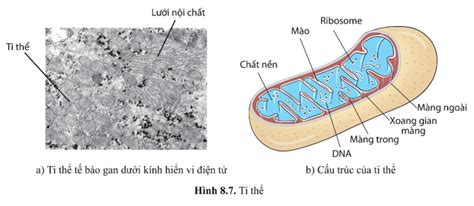 Quan Sát Hình 8 7 Và Nêu Hình Dạng Và Các Thành Phần Cấu Tạo Của Ti Thể