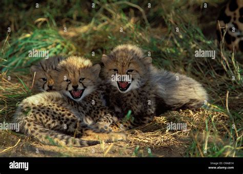 Cheetah cubs (Acinonyx jubatus), Kapama Game Reserve, South Africa ...