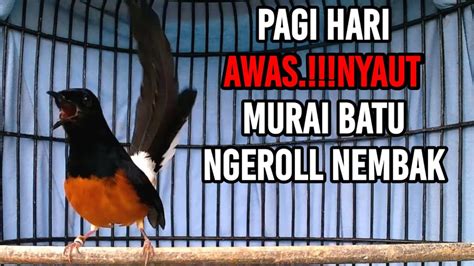 Pancingan Gacor Murai Batu Pagi Hari Nembak Ngeroll Efektif Bikin