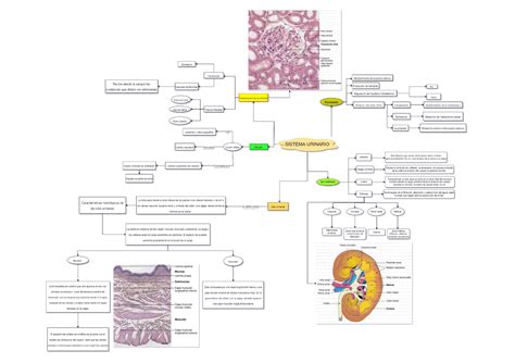 Mapa Mental Tarea Histologia Histolog A Ii Studocu The Best Porn Website