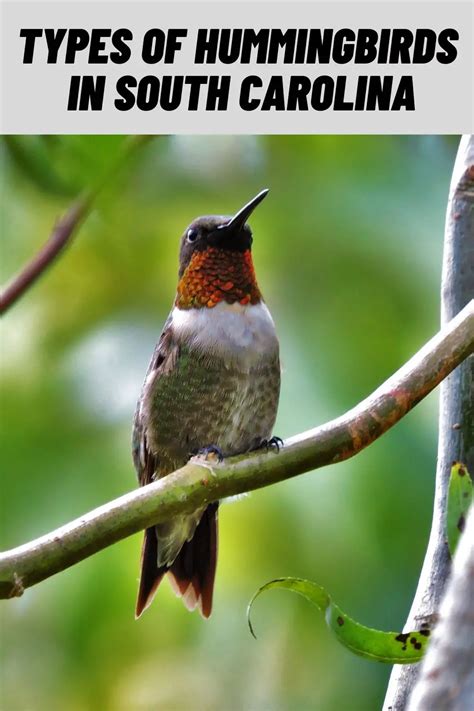 8 Types Of Hummingbirds In South Carolina SC W Pictures