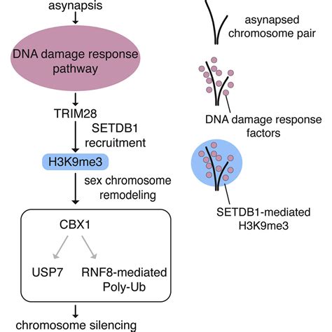 Setdb1 Links The Meiotic Dna Damage Response To Sex Chromosome