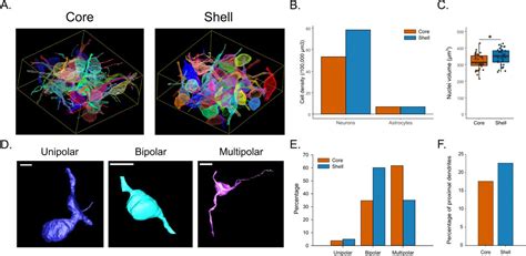 Multipolar Neuron Input Zones