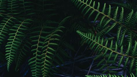 Fern Leaves Plant Green Nature 4k HD Wallpaper