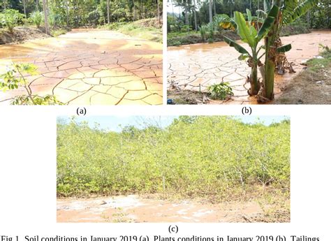 Figure 1 From Pollution Of Mercury And Cyanide Soils And Plants In